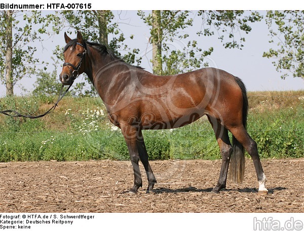 Deutsches Reitpony / Pony / HTFA-007615