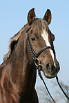 Deutscher Reitpony Hengst / pony stallion