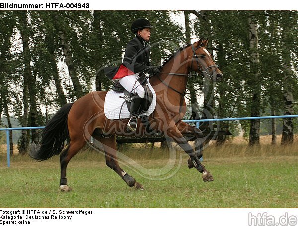 Deutsches Reitpony / pony / HTFA-004943