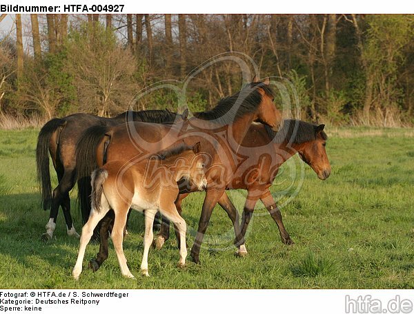 Pferdeherde / herd / HTFA-004927