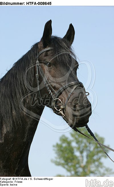 Friese Portrait / friesian horse portrait / HTFA-008645