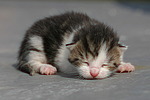 kleines Katzenbaby / little kitten