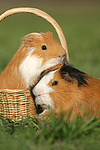 2 Glatthaarmeerschweine / 2 smooth-haired guninea pigs