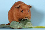 fressendes Englisch Crested Meerschwein / eating english crested guninea pig