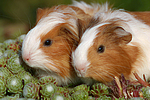 junge Sheltiemeerschweine / young guninea pigs