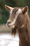 Thüringerwald-Ziege / goat
