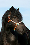 Rheinisch Deutscher Kaltblut Hengst / coldblood stallion