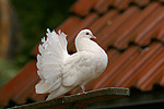 Pfautaube / fantail pigeon