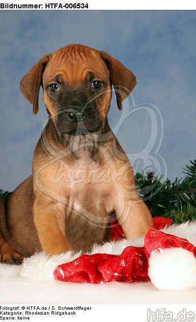 Rhodesian Ridgeback Welpe / rhodesian ridgeback puppy / HTFA-006534