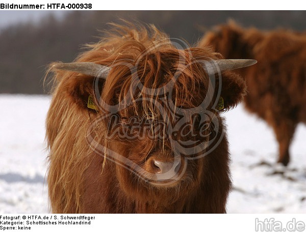 Schottisches Hochlandrind im Winter / highland cattle in winter / HTFA-000938