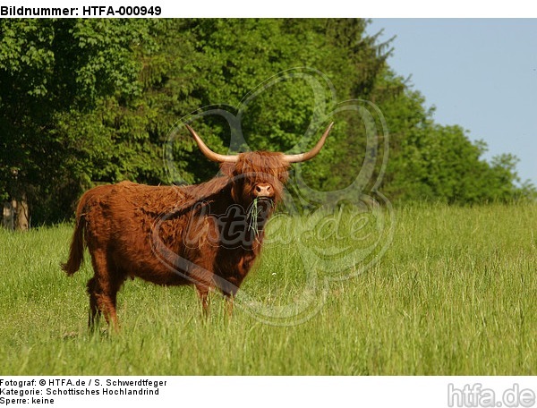 Schottisches Hochlandrind / highland cattle / HTFA-000949