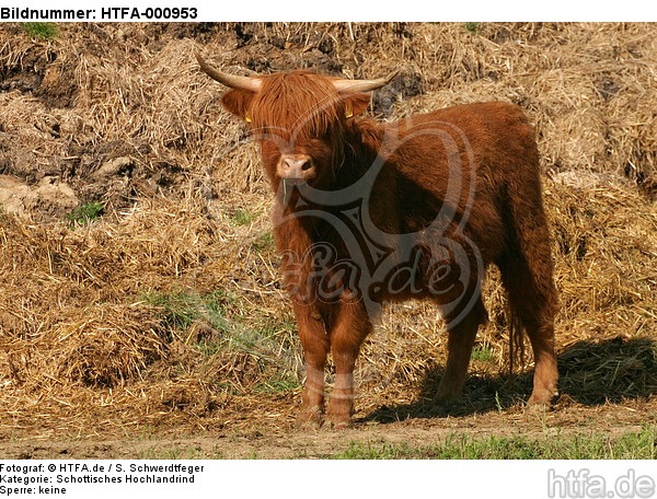 Schottisches Hochlandrind / highland cattle / HTFA-000953
