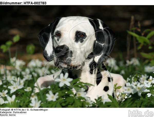 Dalmatiner / dalmatian / HTFA-002783