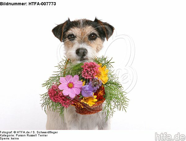 Parson Russell Terrier / HTFA-007773