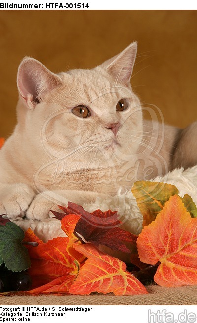 Britisch Kurzhaar / british shorthair / HTFA-001514