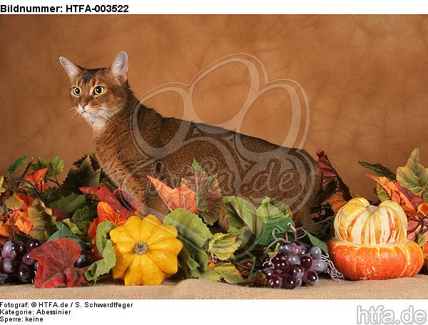 Abessinier / abyssinian cat / HTFA-003522