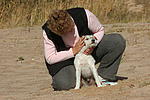 Parson Russell Terrier