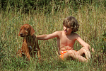 Rhodesian Ridgeback Welpe / rhodesian ridgeback puppy