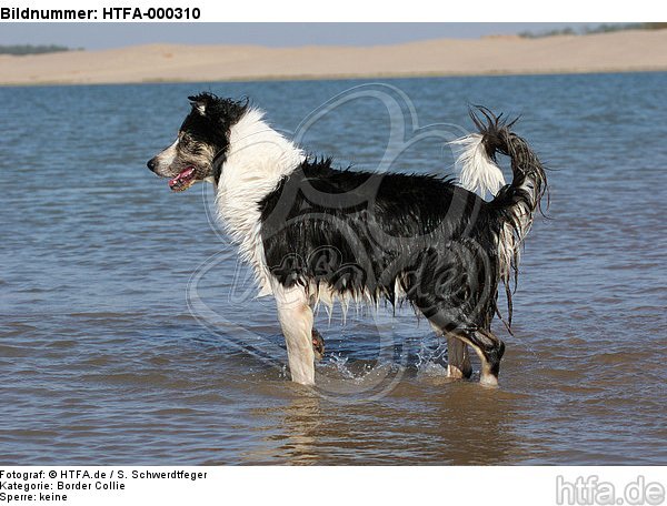 Border Collie steht im Wasser / bathing Border Collie / HTFA-000310