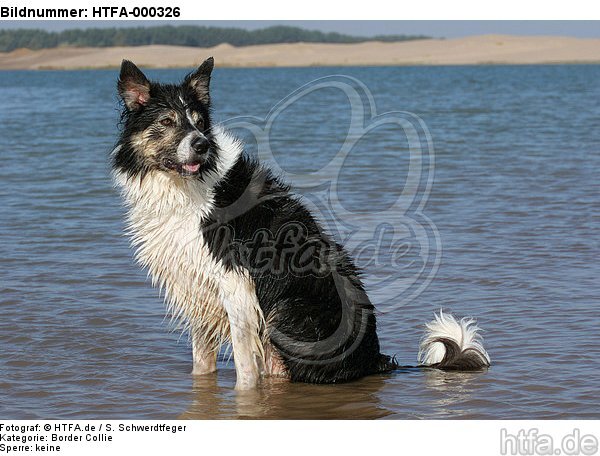 Border Collie sitzt im Wasser / Border Collie sitting in water / HTFA-000326