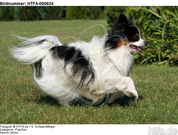 rennender Papillon / running Papillon / HTFA-000634