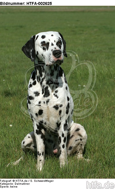 Dalmatiner / dalmatian / HTFA-002625