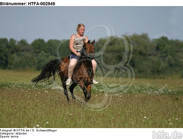 Isländer / icelandic horse / HTFA-002949