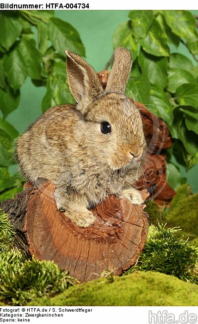 junges Zwergkaninchen / young dwarf rabbit / HTFA-004734