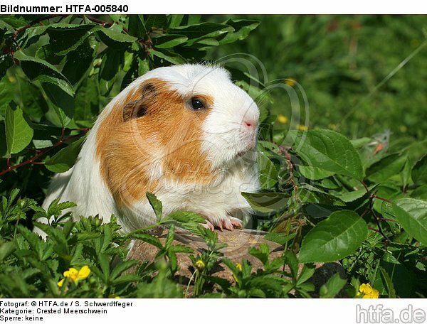 Crested Meerschwein / crested guninea pig / HTFA-005840