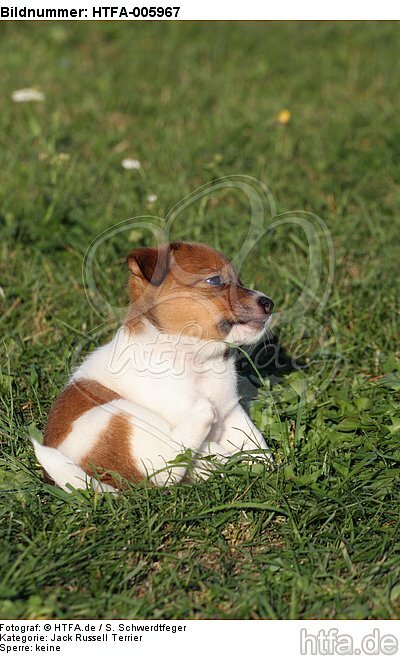 Jack Russell Terrier Welpe / jack russell terrier puppy / HTFA-005967