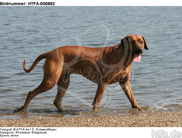 Rhodesian Ridgeback / HTFA-006882