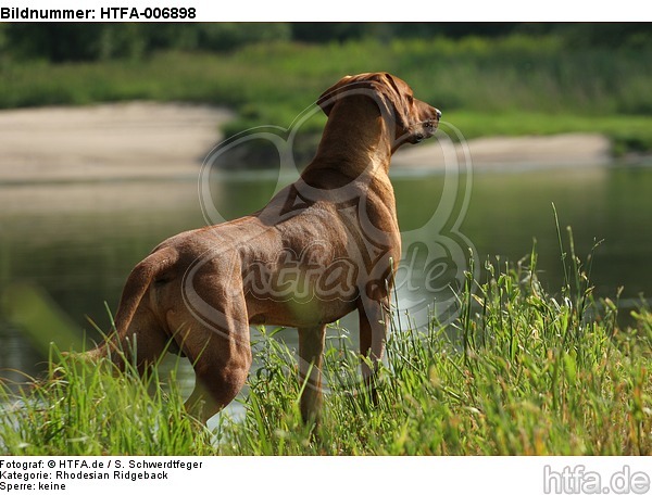 Rhodesian Ridgeback / HTFA-006898