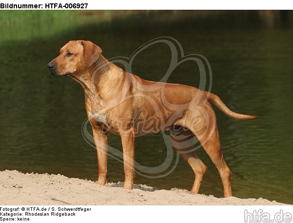 Rhodesian Ridgeback / HTFA-006927