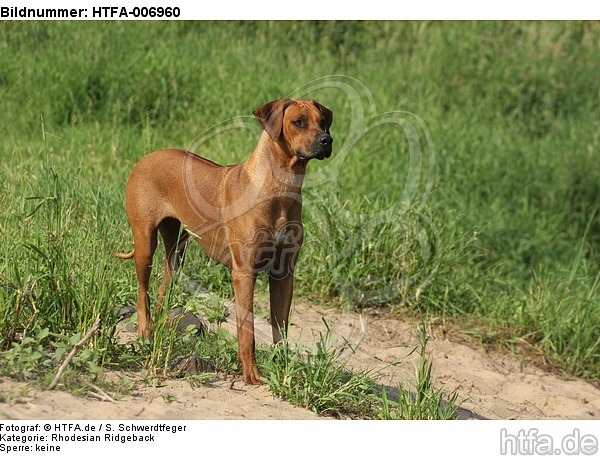 Rhodesian Ridgeback / HTFA-006960