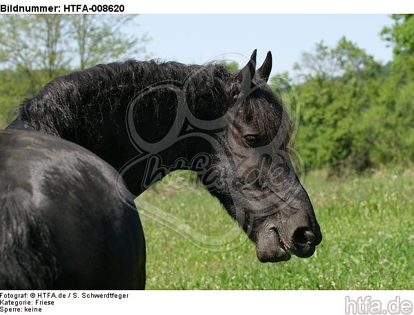 Friese Portrait / friesian horse portrait / HTFA-008620