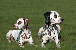 Dalmatiner / dalmatian