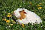 Crested Meerschwein / crested guninea pig