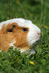 Crested Meerschwein / crested guninea pig