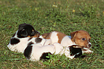 Jack Russell Terrier Welpen / jack russell terrier puppies