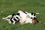 Jack Russell Terrier