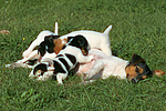 Jack Russell Terrier