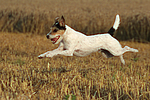 Parson Russell Terrier