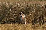 Parson Russell Terrier