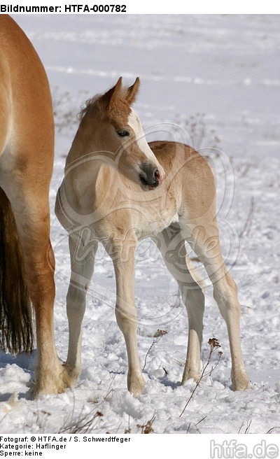 Haflinger Fohlen / haflinger horse foal / HTFA-000782