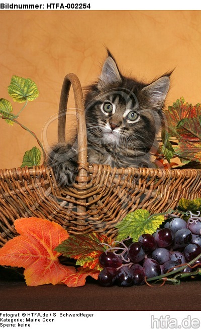 Maine Coon Kätzchen / maine coon kitten / HTFA-002254