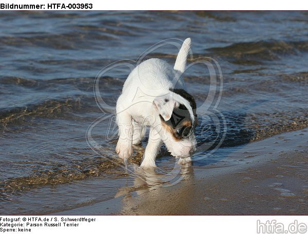 Parson Russell Terrier Welpe / parson russell terrier puppy / HTFA-003953