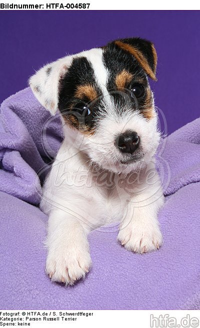 Parson Russell Terrier Welpe / parson russell terrier puppy / HTFA-004587
