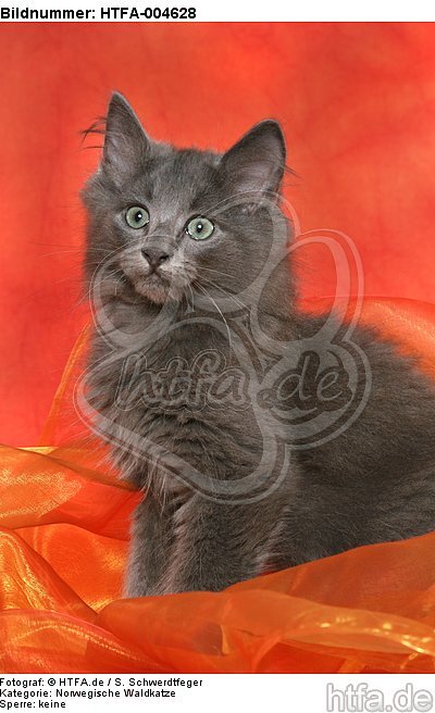 Norwegische Waldkatze Kätzchen / norwegian forestcat kitten / HTFA-004628