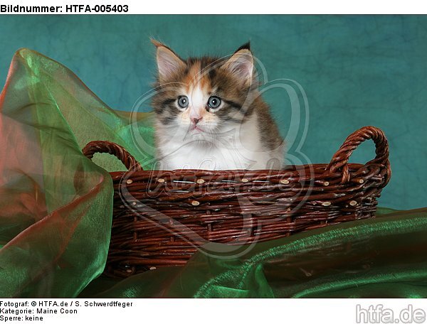 Maine Coon Kätzchen / maine coon kitten / HTFA-005403