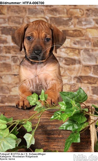 Rhodesian Ridgeback Welpe / rhodesian ridgeback puppy / HTFA-006700